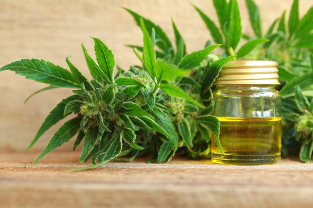 national cbd day and importance