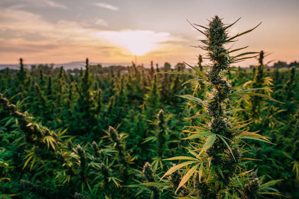 High CBD Cannabis Seeds for Medical Use