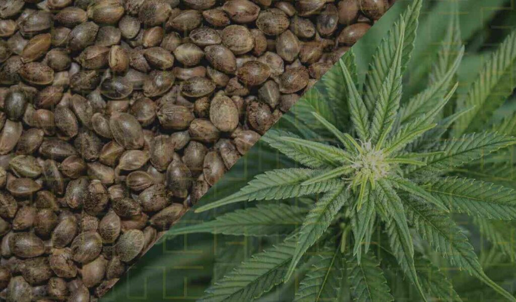 Top High CBD Cannabis Seeds