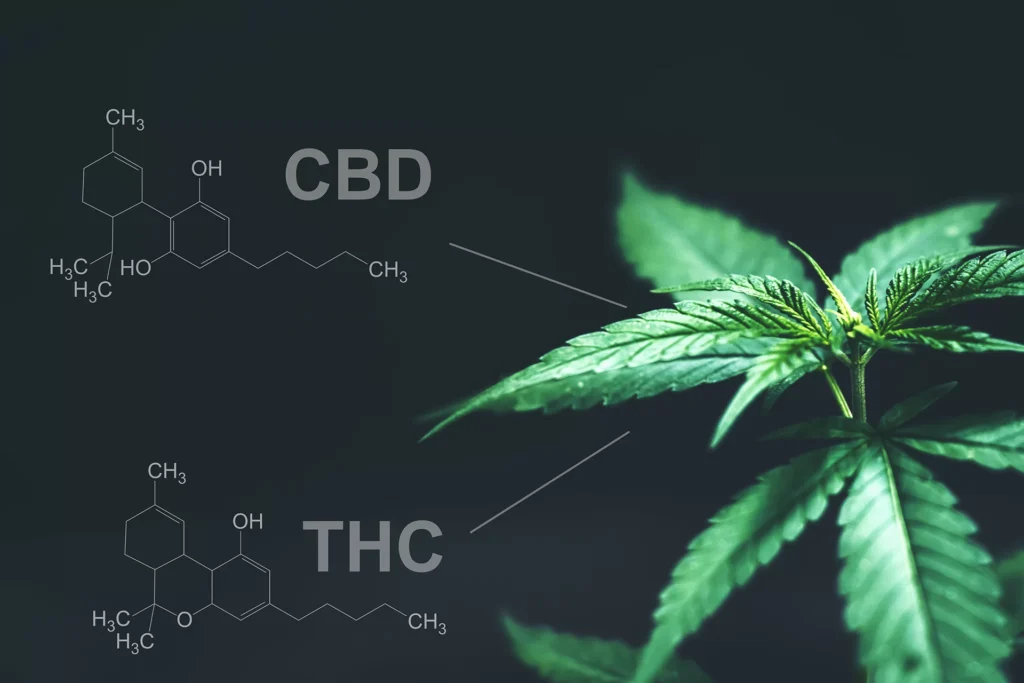 thc and cbd