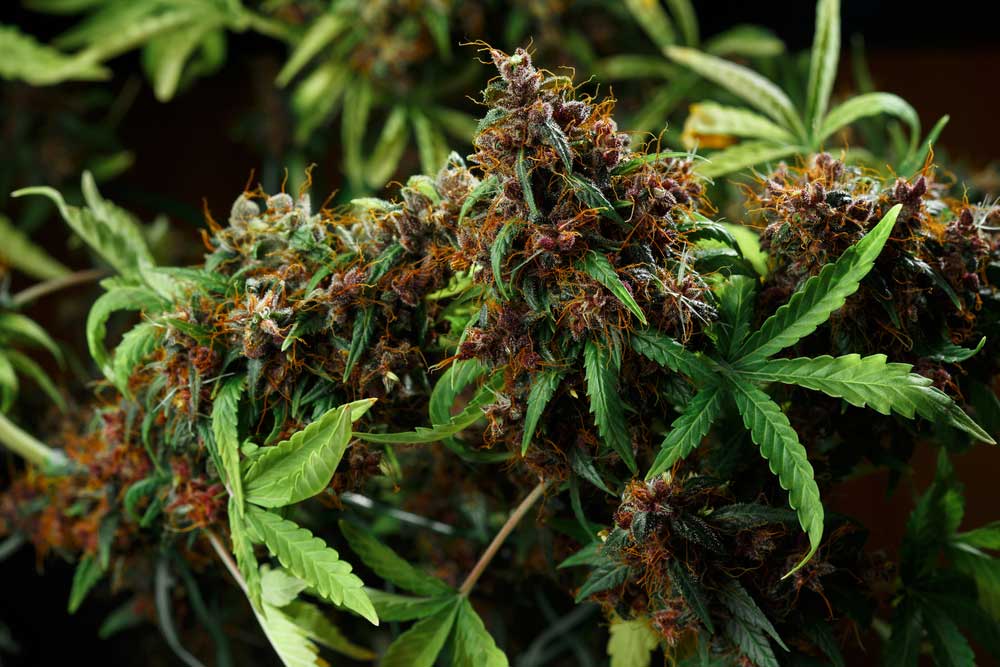 Benefits of Cannabis for Creativity