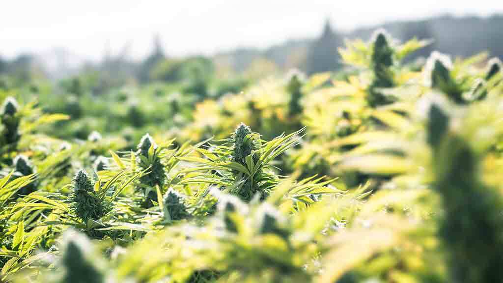 Cannabis and Creativity Can It Really Boost Your Artistic Side