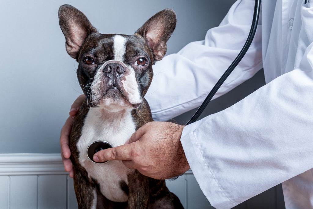 cbd oil-for-pets