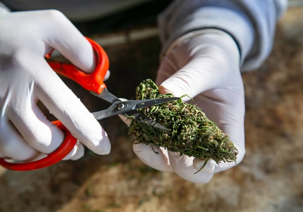 Trim Cannabis Buds