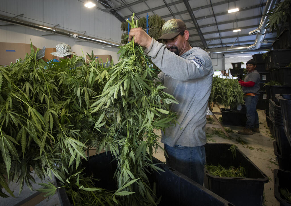Harvesting Your Cannabis
