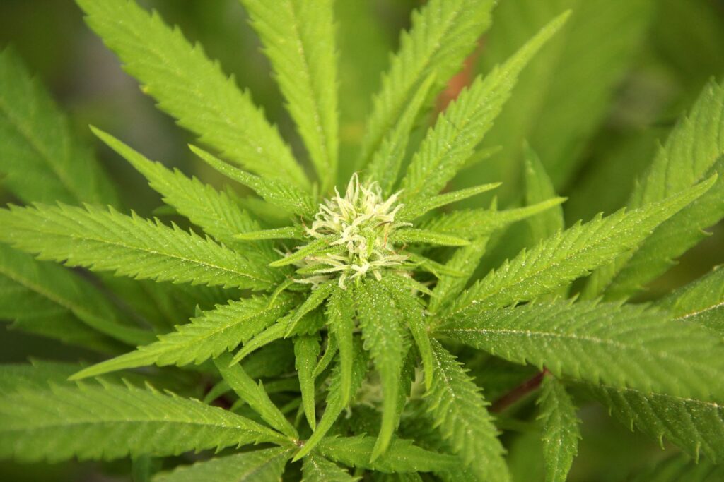 CBD for Chronic Inflammation