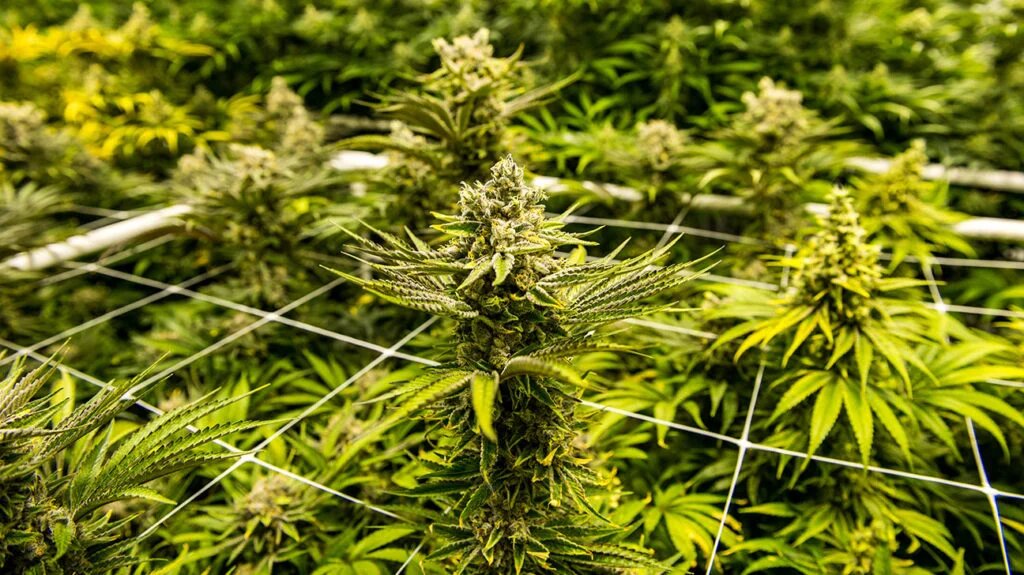 Indoor vs. Outdoor Cannabis Growing Pros, Cons, and Tips