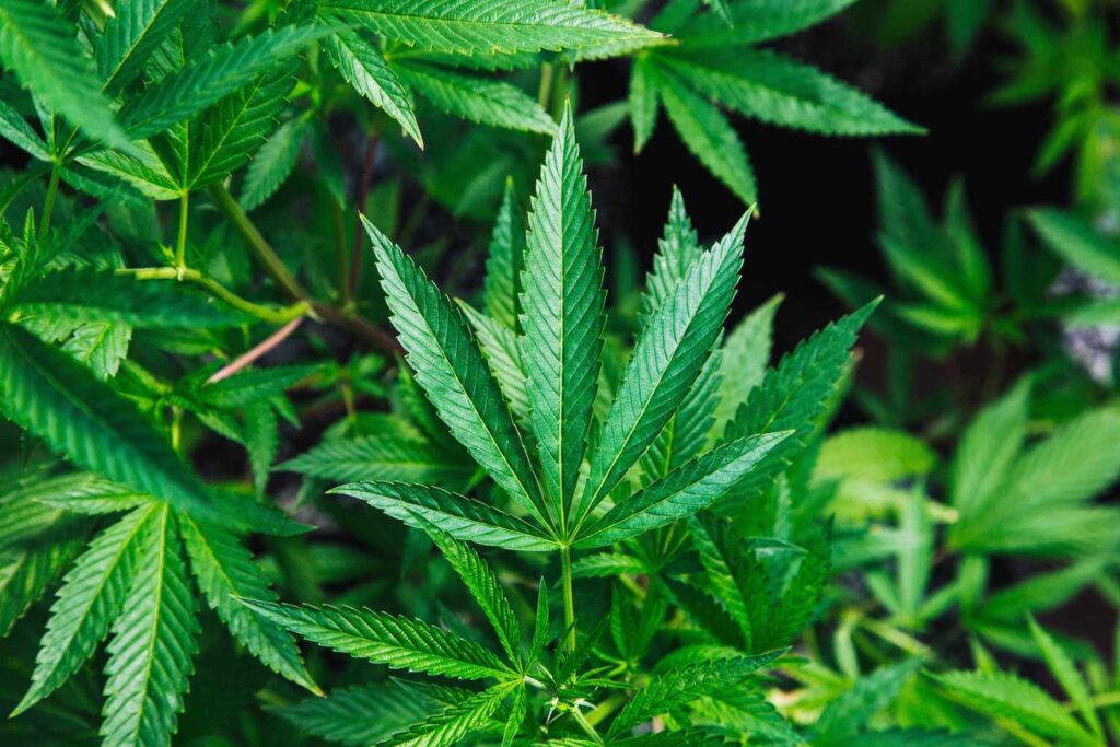 Understanding Weed Edibles