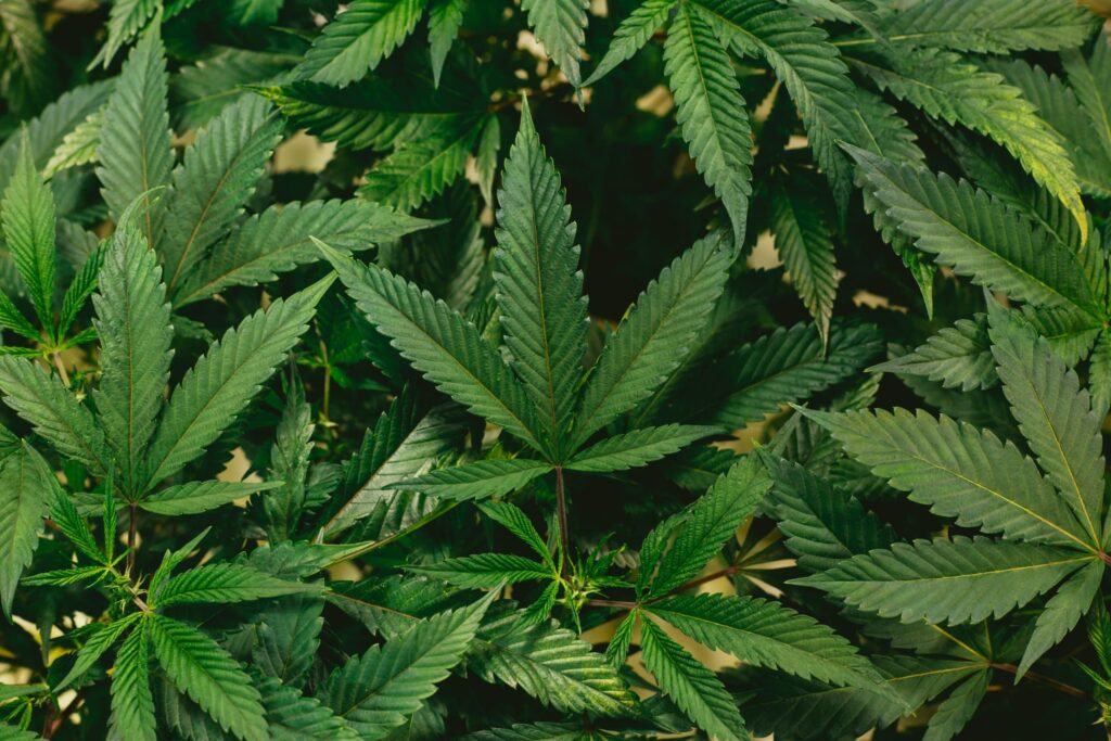 CBD for anxiety and stress
