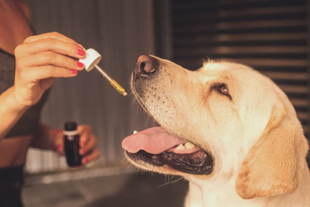 CBD for pets