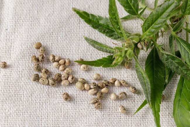 The Rise of Modern Weed Stores